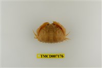 藏品(卷折饅頭蟹)的圖片